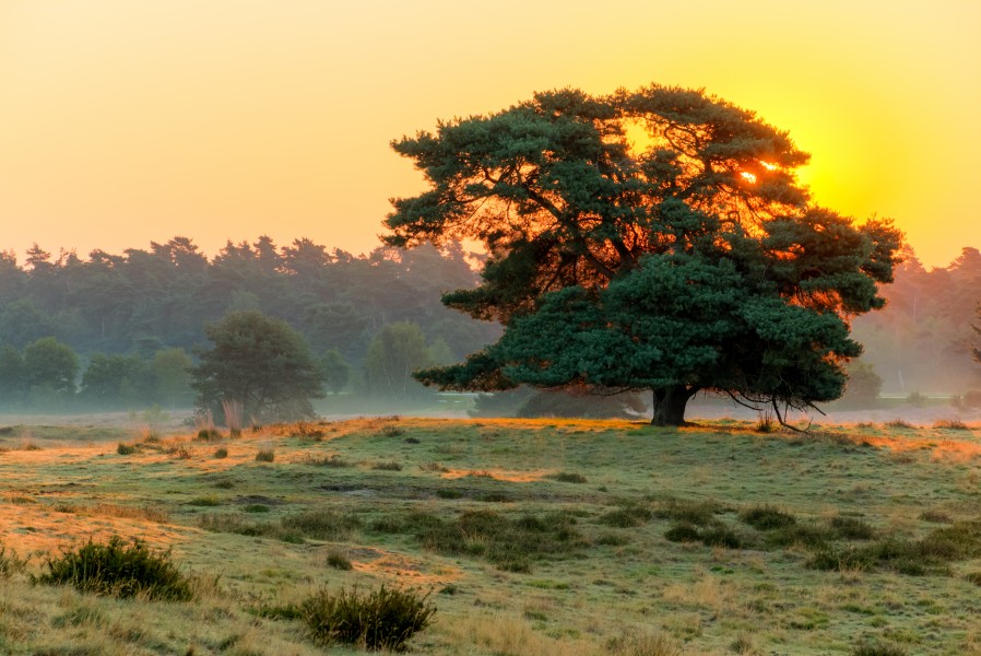 Haltern am See, Westruper Heide -- 2015 -- 8326-30