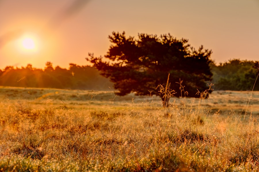Haltern am See, Westruper Heide -- 2015 -- 8346-50