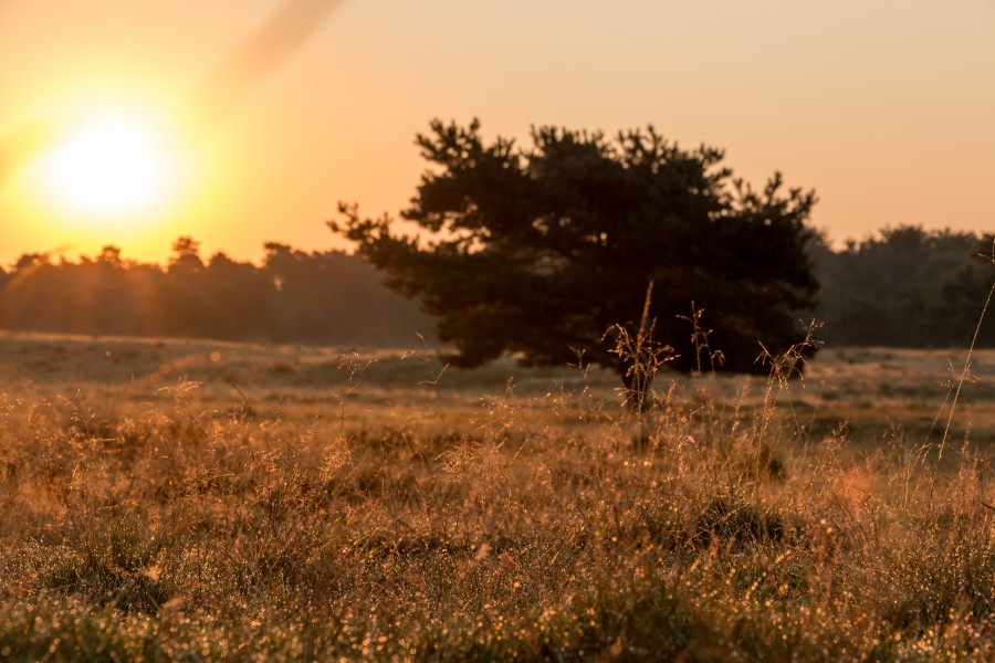 Haltern am See, Westruper Heide -- 2015 -- 8347