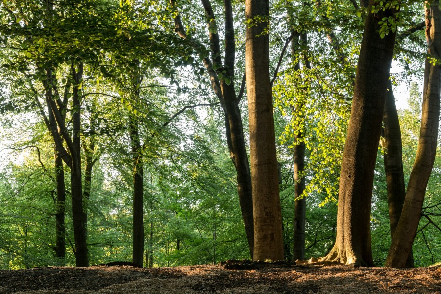 Haltern am See, Westruper Heide -- 2016 -- 2549