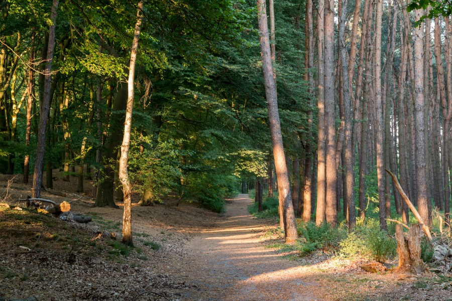 Haltern am See, Westruper Heide -- 2016 -- 2551