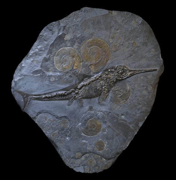 Harpoceras & Ichtyosaure (p)