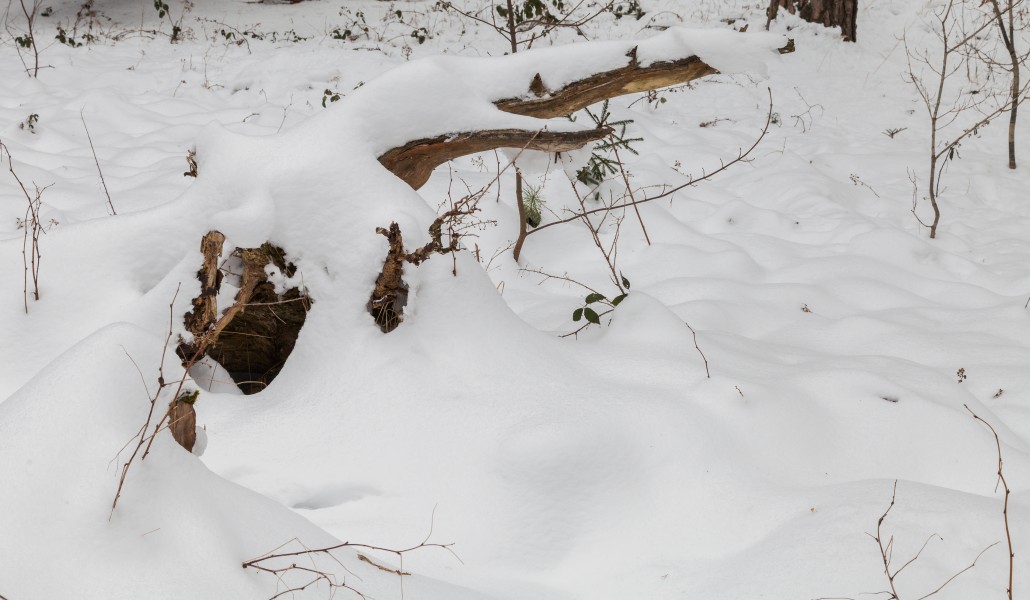 Hartelholz Wald, Múnich, Alemania, 2013-01-27, DD 06