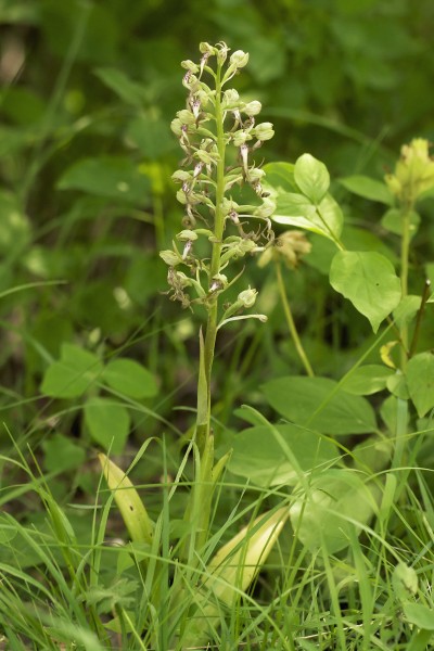 Himantoglossum hircinum LC0280