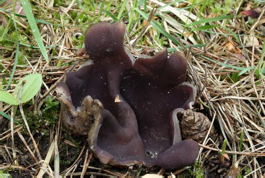 Kronenbecherling Sarcosphaera coronaria