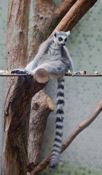 Lémur de cola anillada (Lemur catta), Tierpark Hellabrunn, Múnich, Alemania, 2012-06-17, DD 01