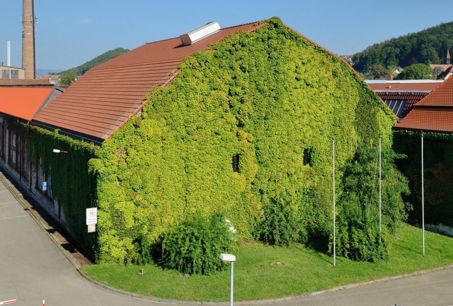 Lörrach-Brombach - Lauffenmühle4