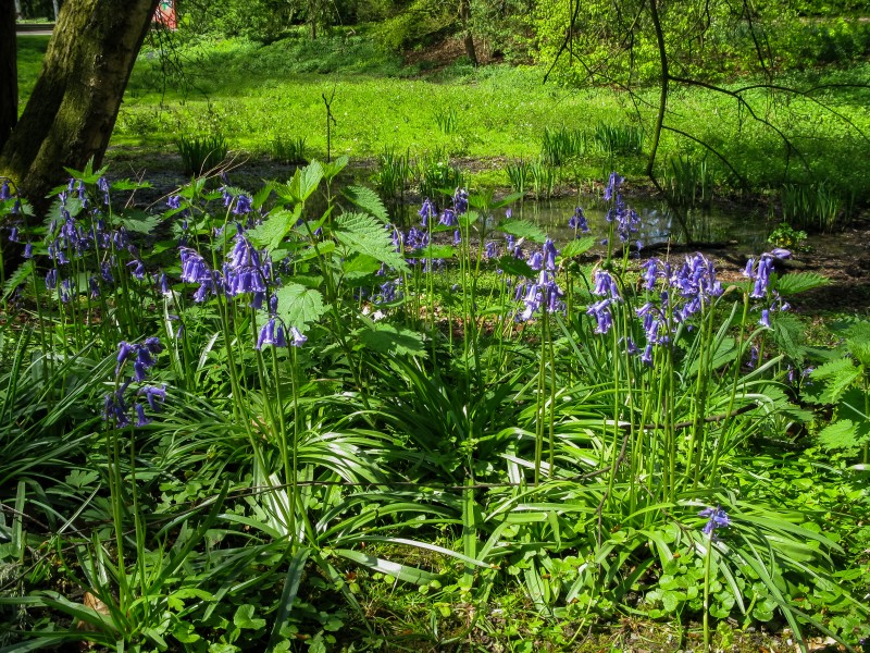 Münster, Park Sentmaring -- 2016 -- 4138