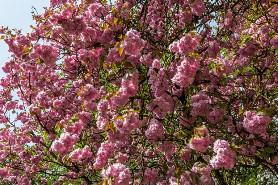 Münster, Park Sentmaring, Japanische Blütenkirsche -- 2015 -- 5714