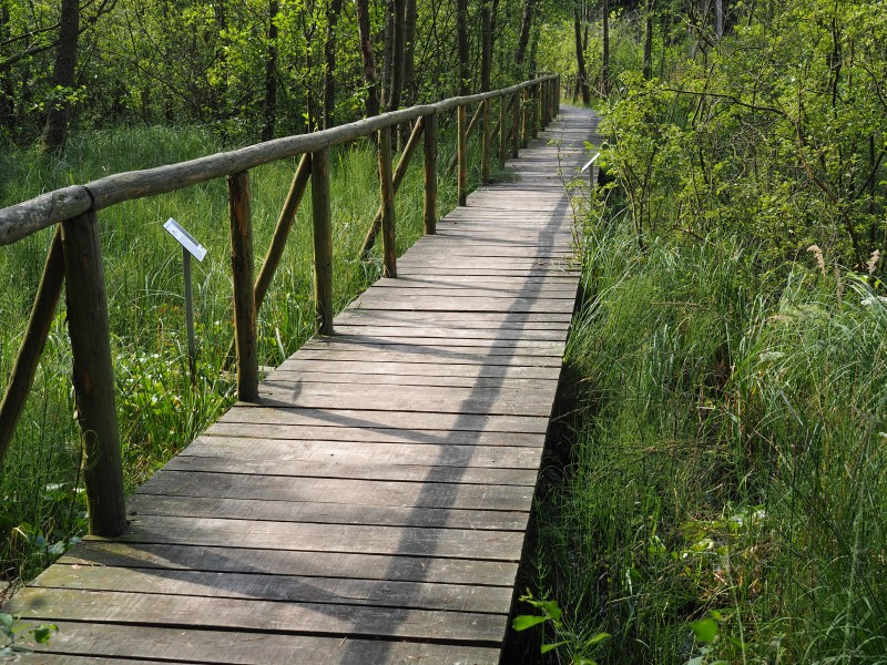 Moorsteg bei Serrahn