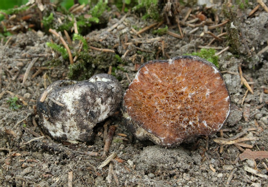 Octaviania asterosperma Sternsporige Laubtrüffel