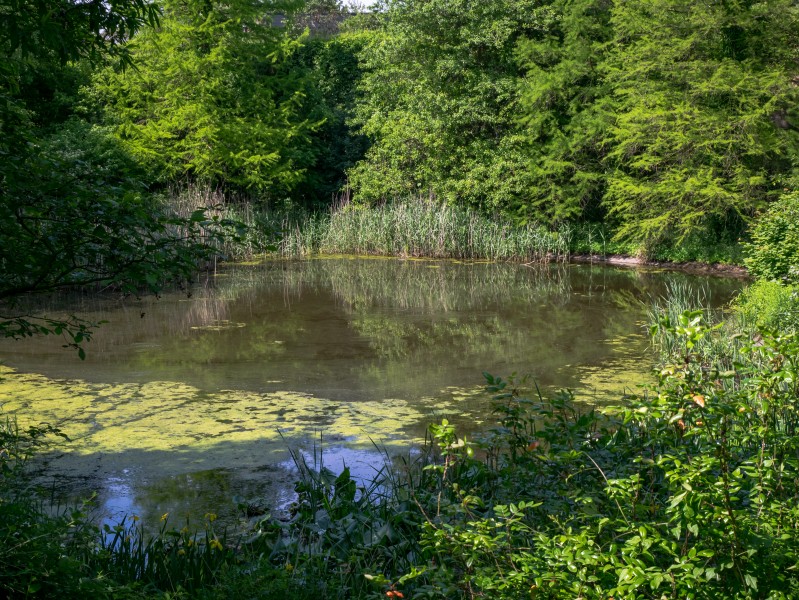 Osnabrück - Botanischer Garten - Teich -BT- 01