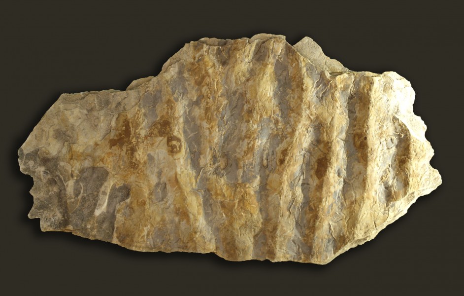 Rippel-marks fossile hg