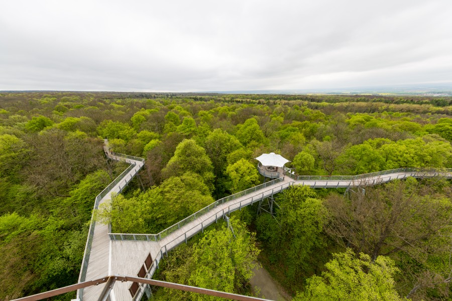 Schönstedt, Nationalpark Hainich, Baumkronenpfad -- 2017 -- 7458