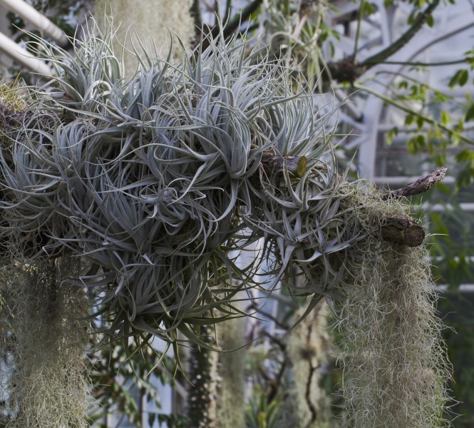 Tillandsia meridionalis, Jardín Botánico de Múnich, Alemania, 2013-01-27, DD 01