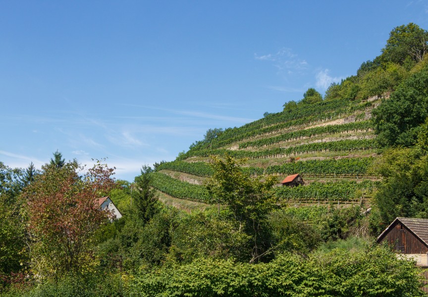 Vineyard - Maulbronn
