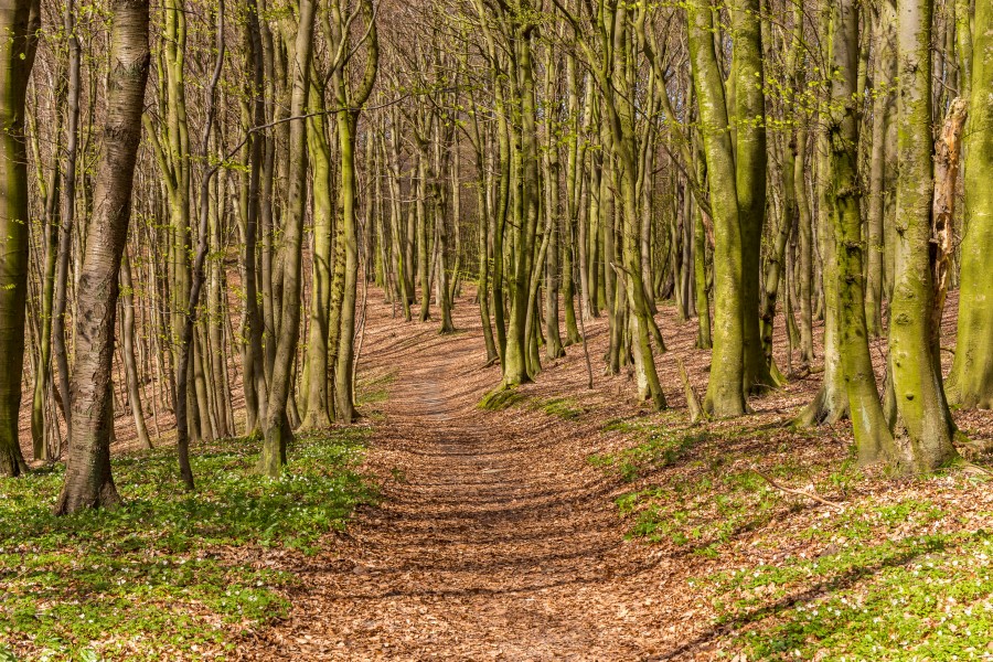 Wanderweg, Nationalpark Jasmund, Insel Rügen, 170422, ako