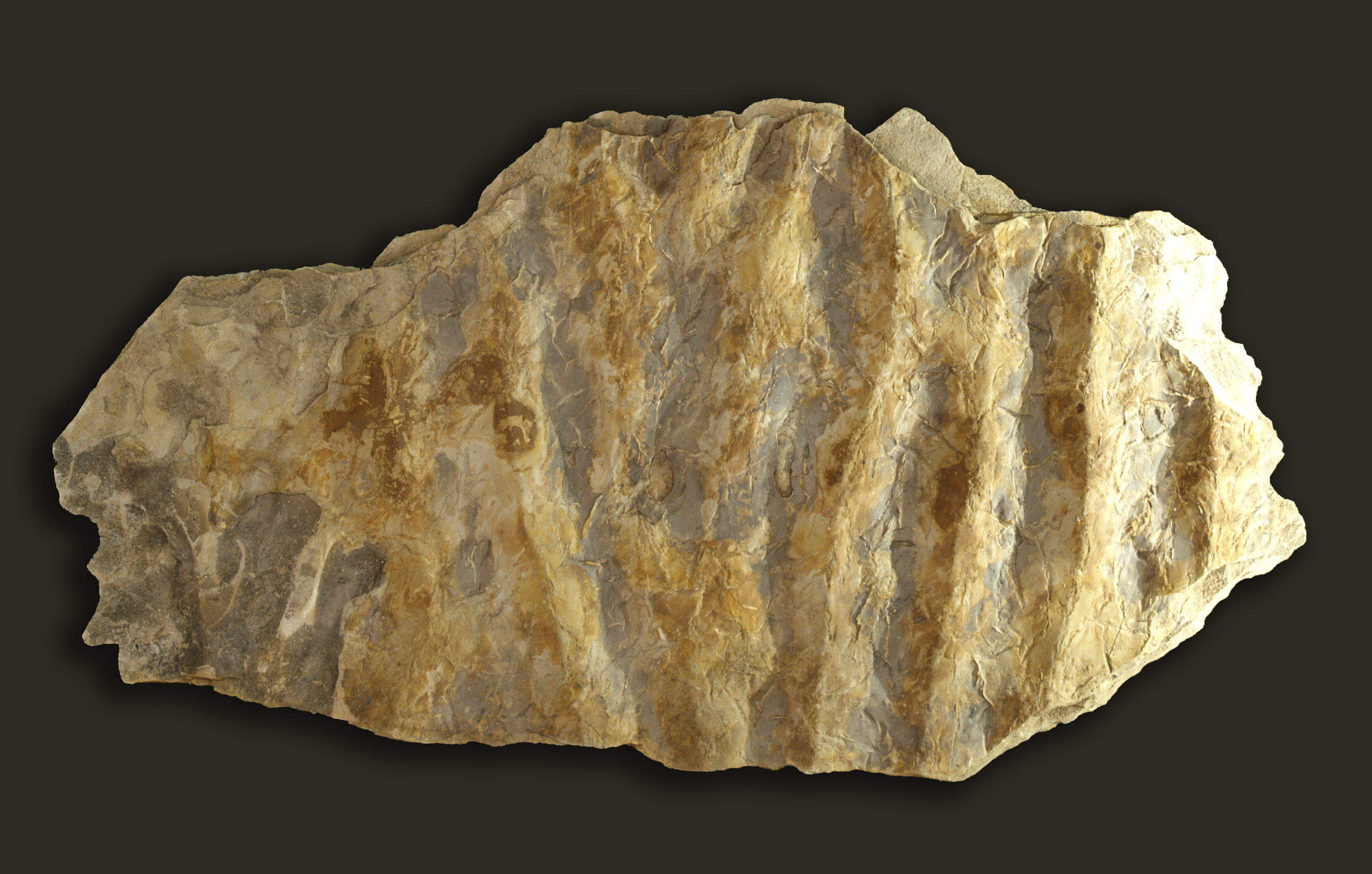 Rippel-marks fossile hg