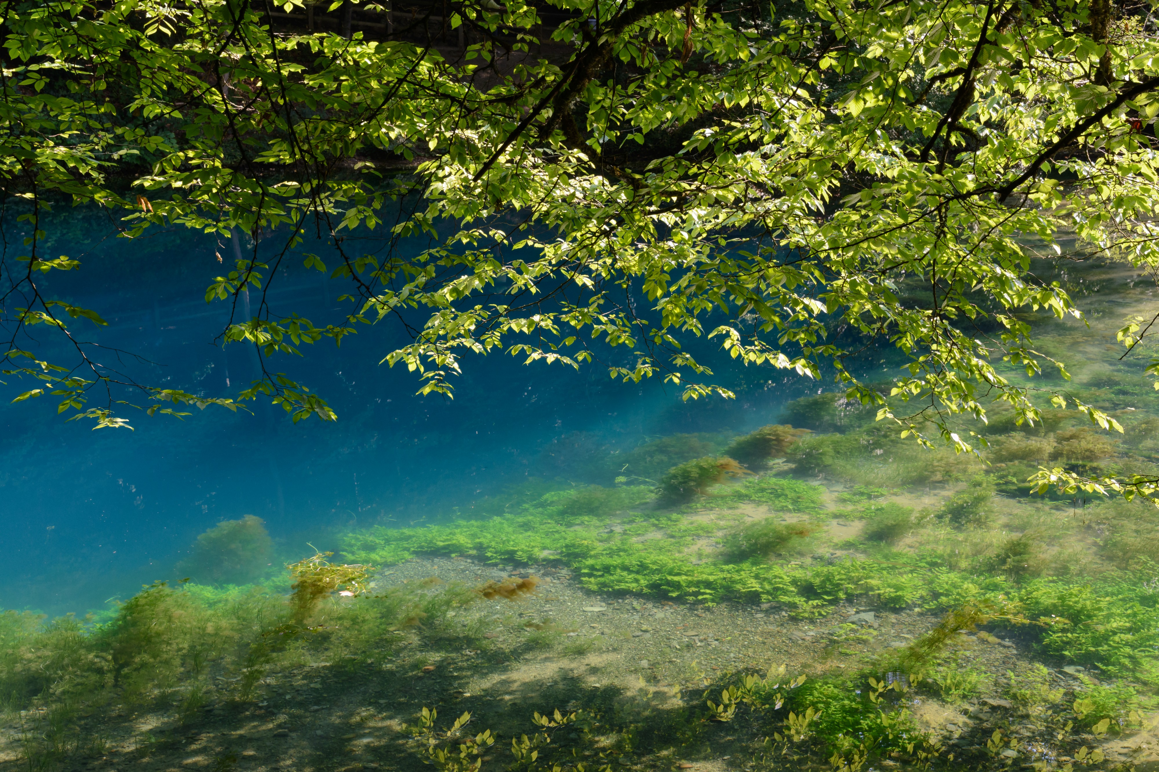 Blaubeuren Blautopf 20180804 02