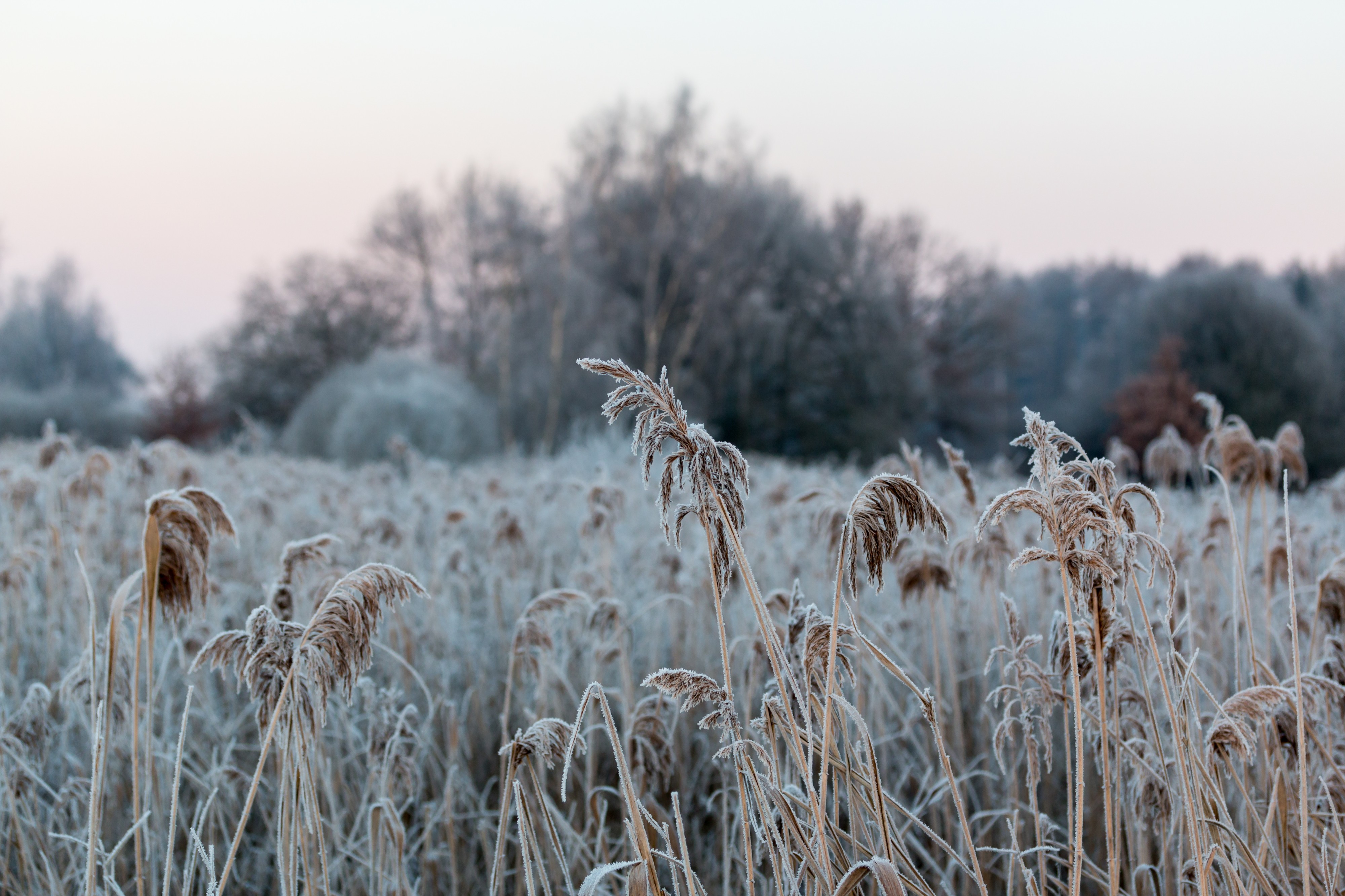 Dülmen, Kirchspiel, Feld am Strandbadweg -- 2016 -- 5654