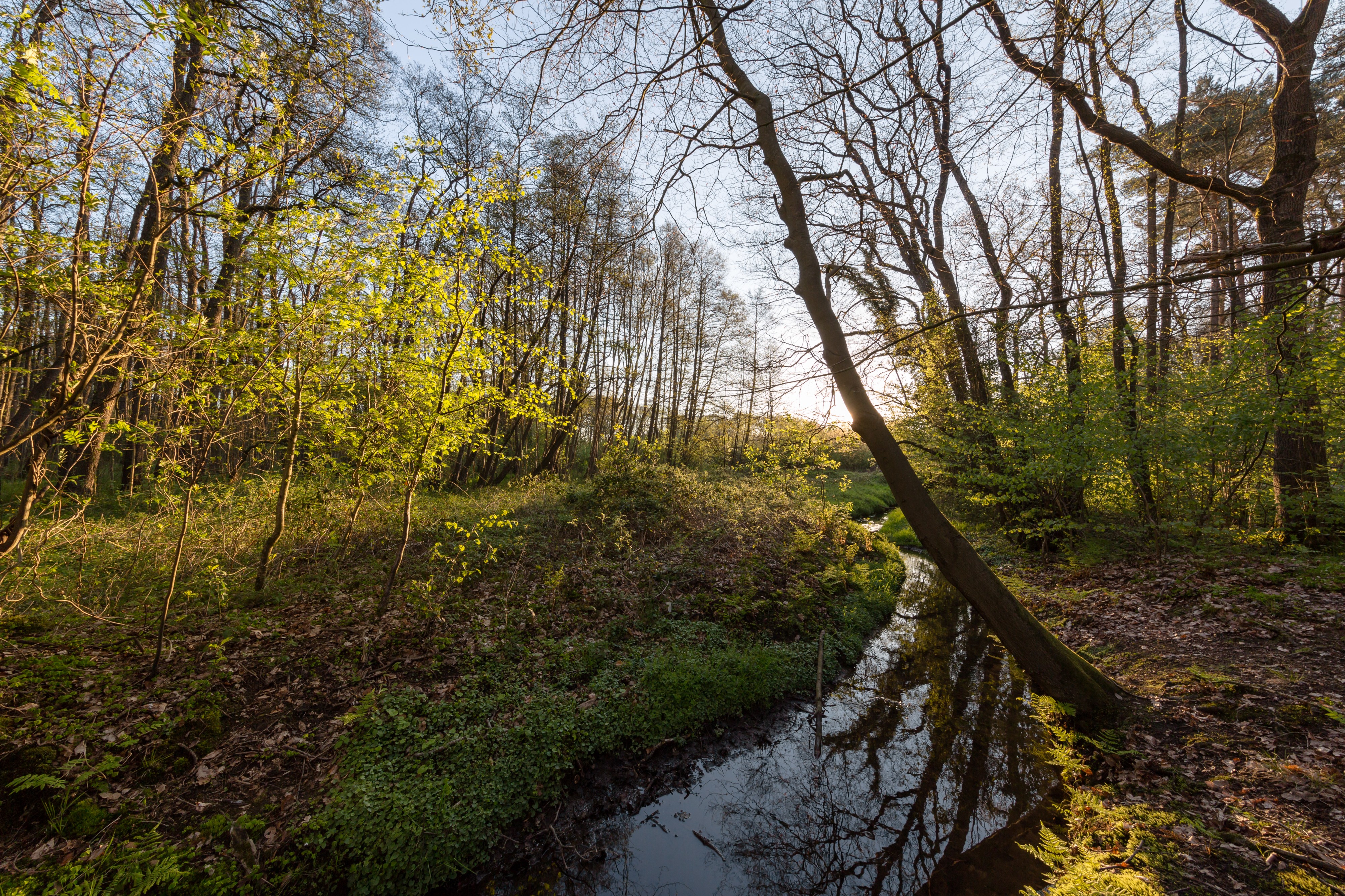 Dülmen, Kirchspiel, Naturschutzgebiet -Franzosenbach- -- 2017 -- 7027