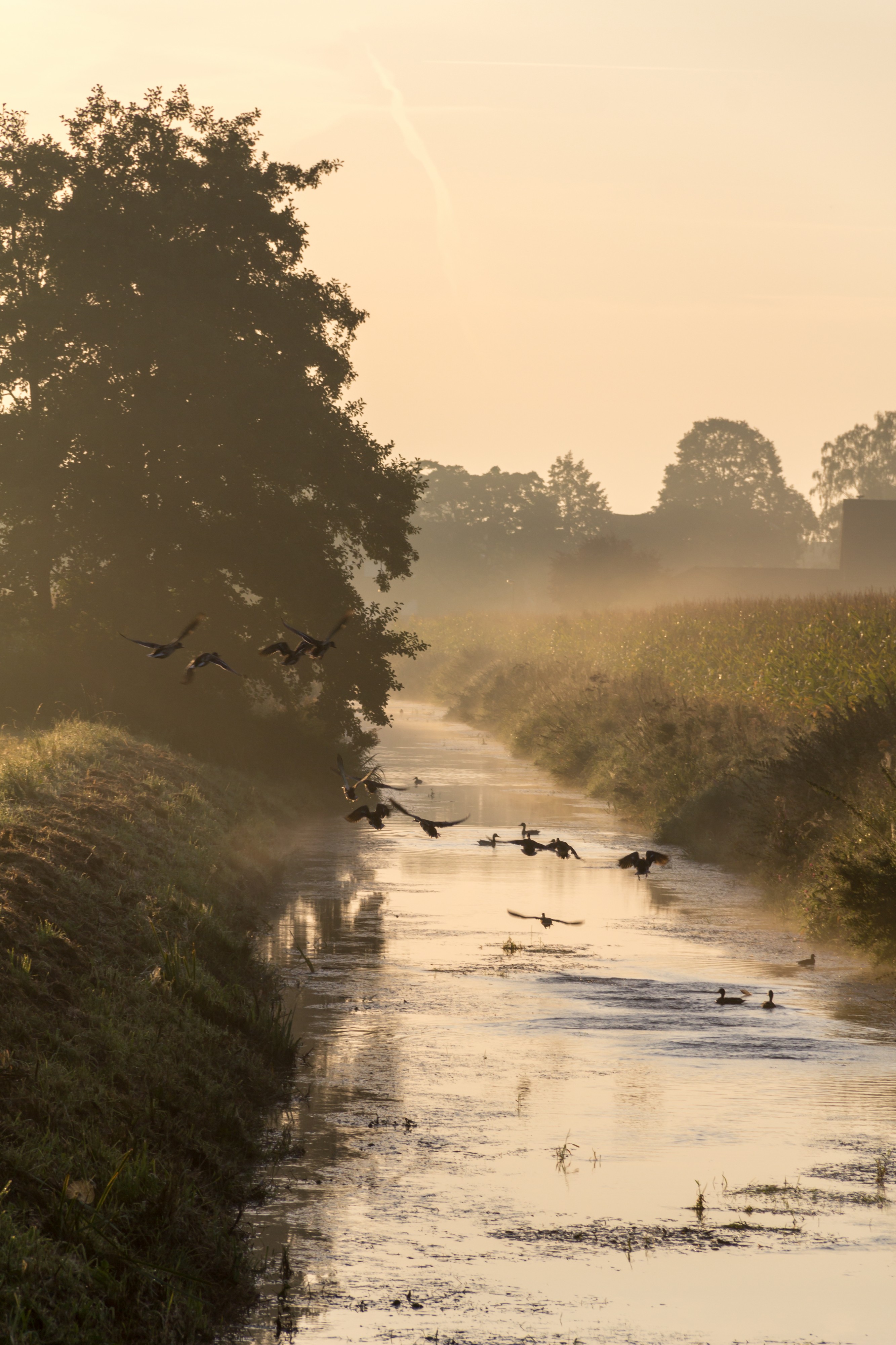 Dülmen, Umland, Sonnenaufgang -- 2012 -- 8084