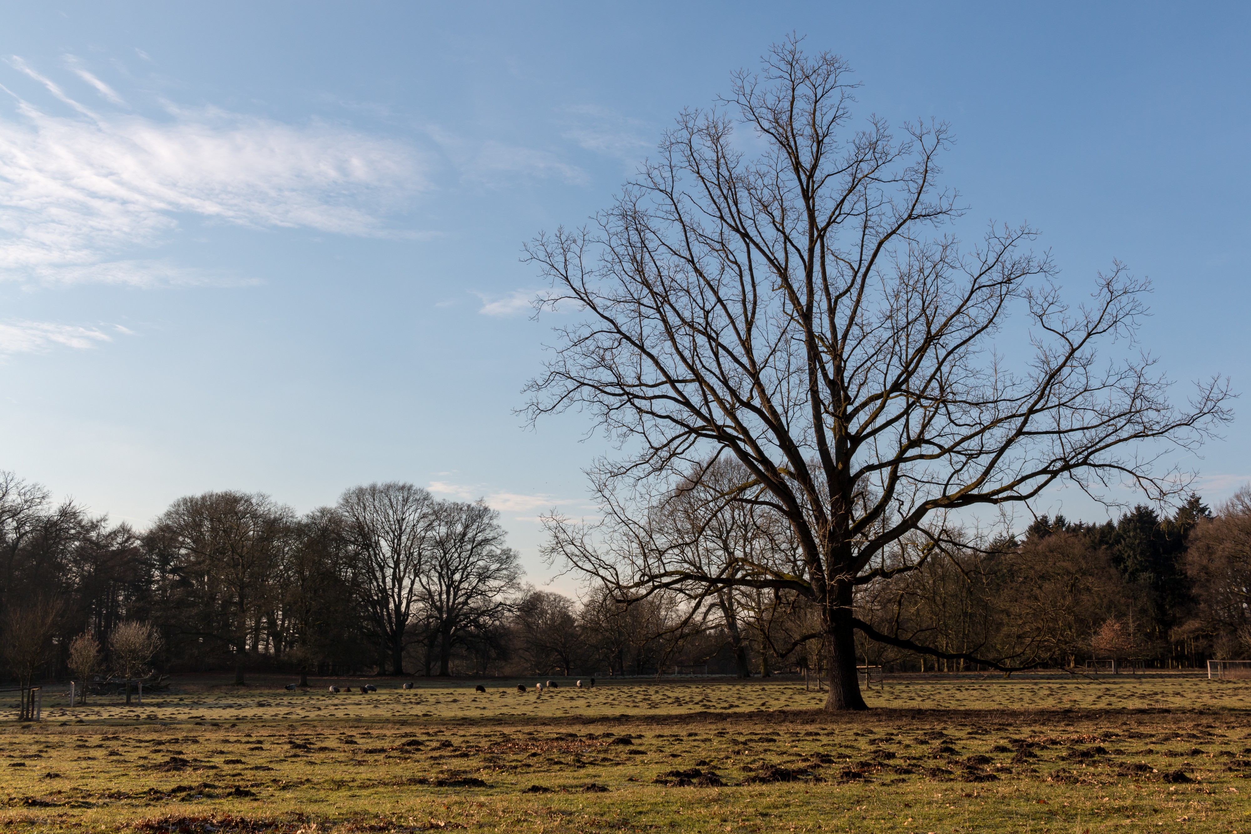 Dülmen, Wildpark -- 2017 -- 6016