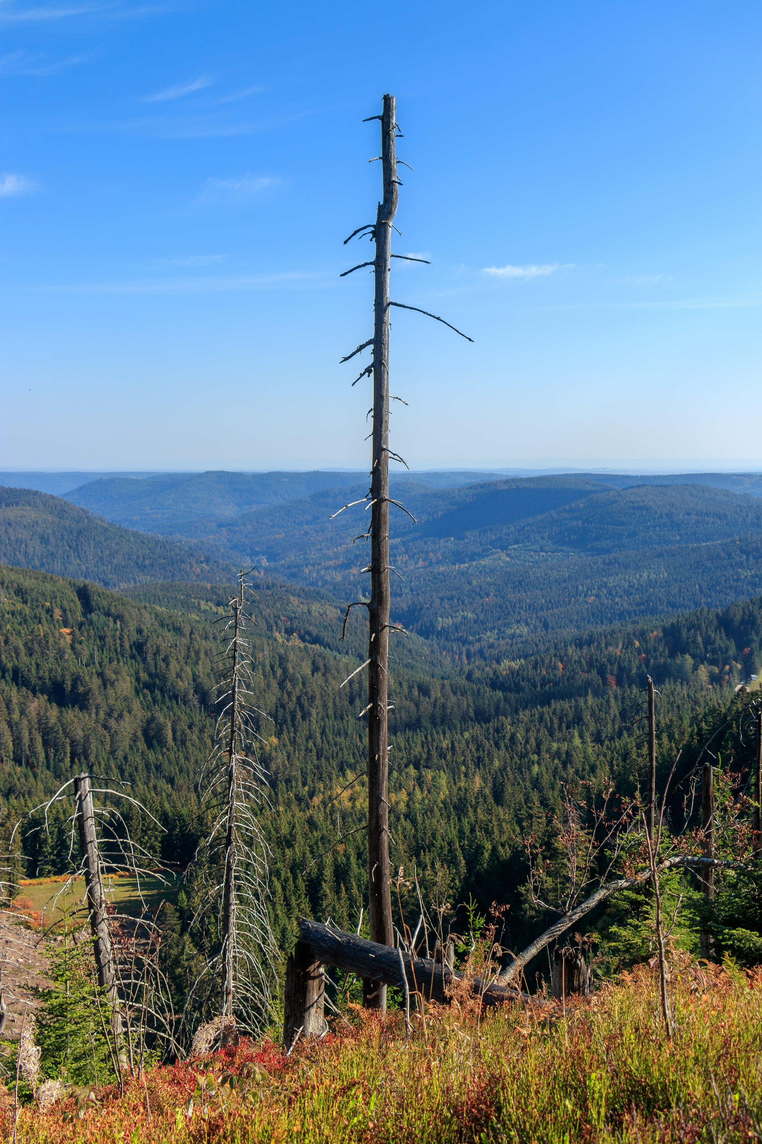 Dead trees - Hornisgrinde 01