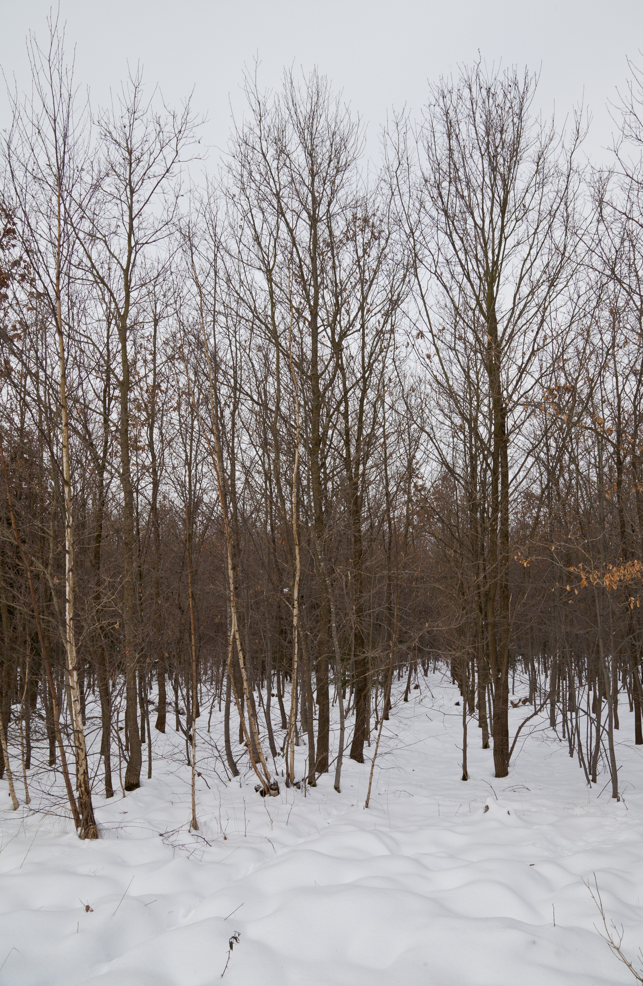 Hartelholz Wald, Múnich, Alemania, 2013-01-27, DD 09