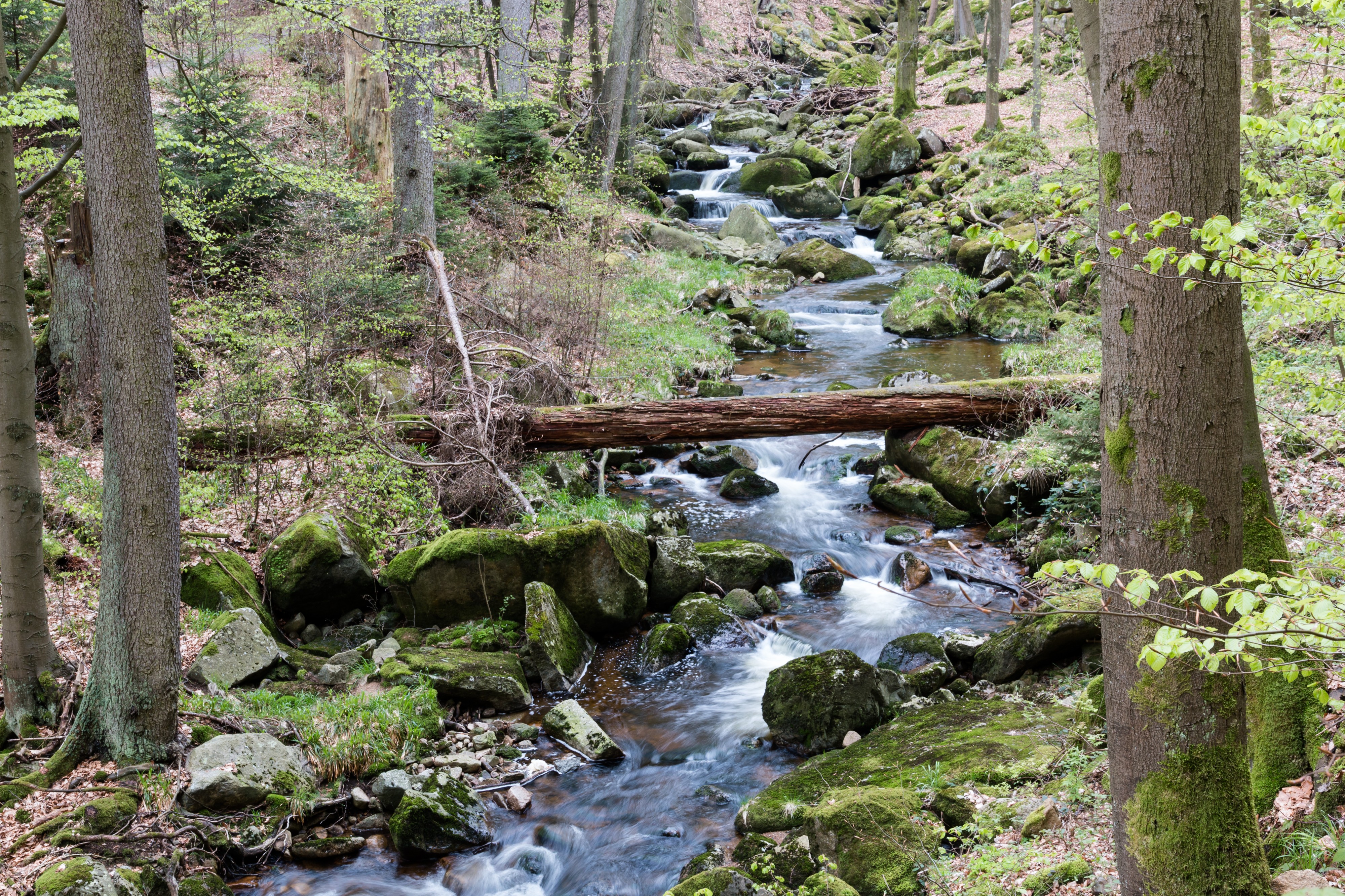 Ilsenburg, Ilsetal, Ilse -- 2017 -- 0169
