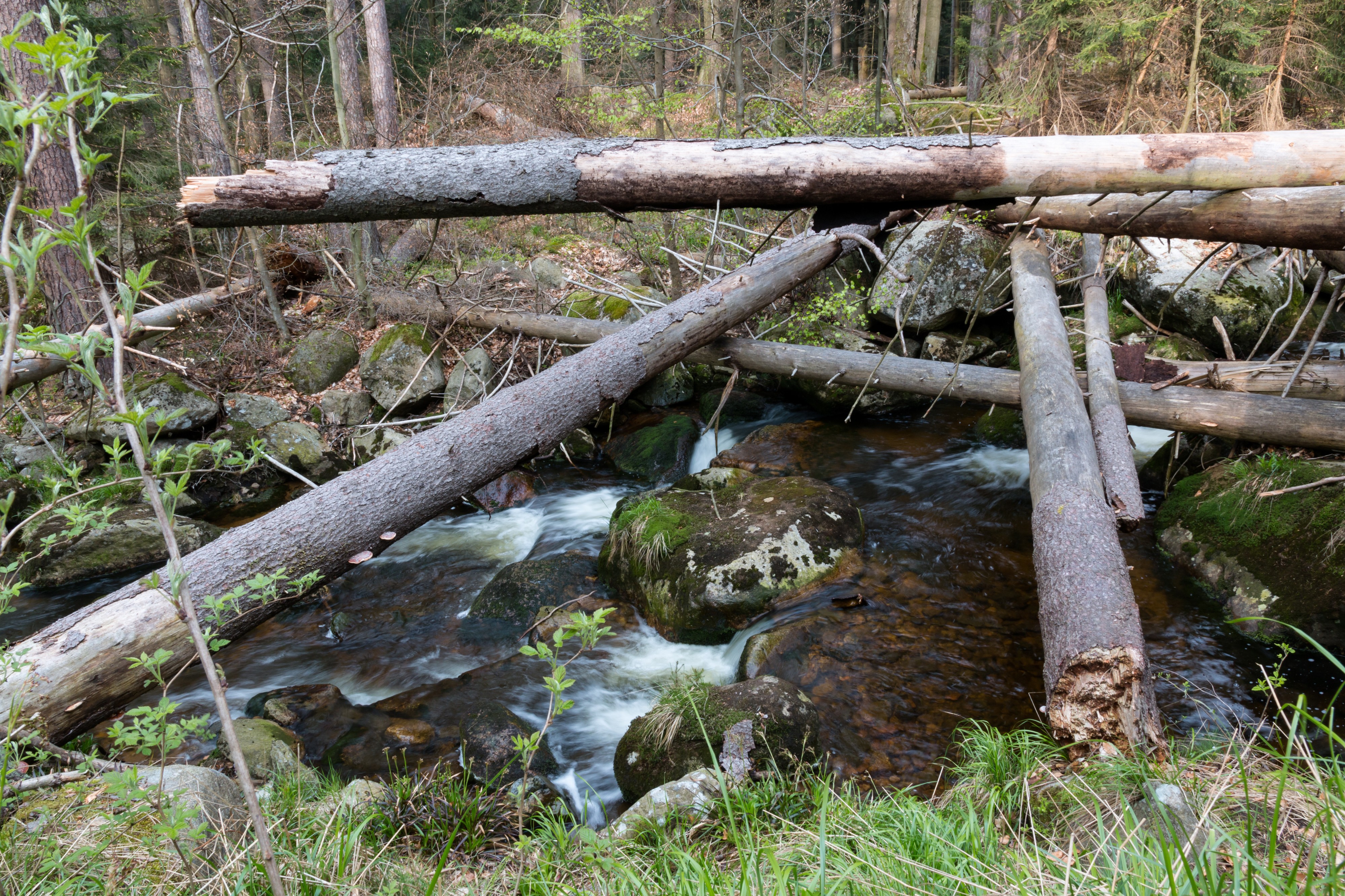 Ilsenburg, Ilsetal, Ilse -- 2017 -- 0173