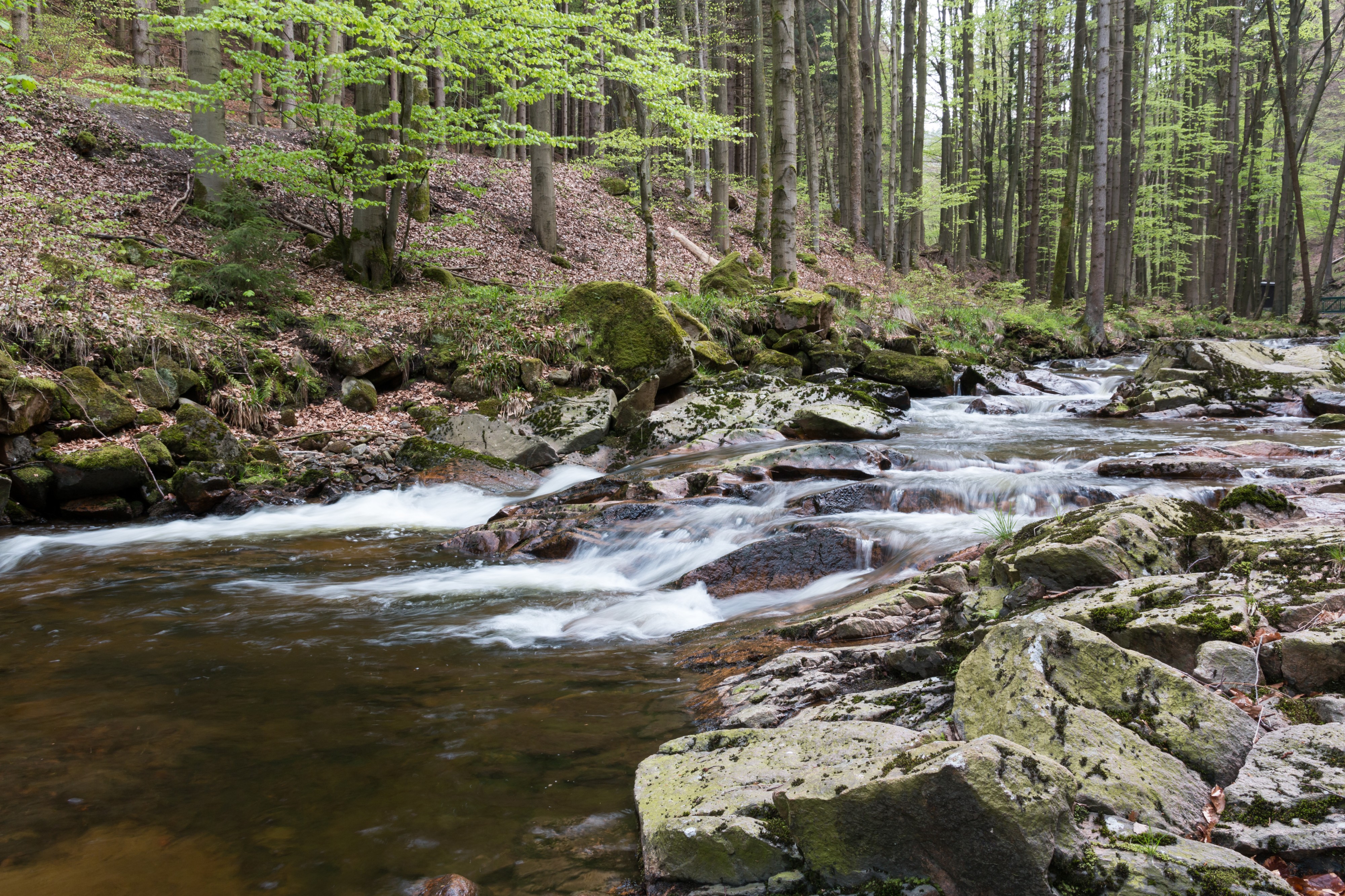 Ilsenburg, Ilsetal, Ilse -- 2017 -- 0181