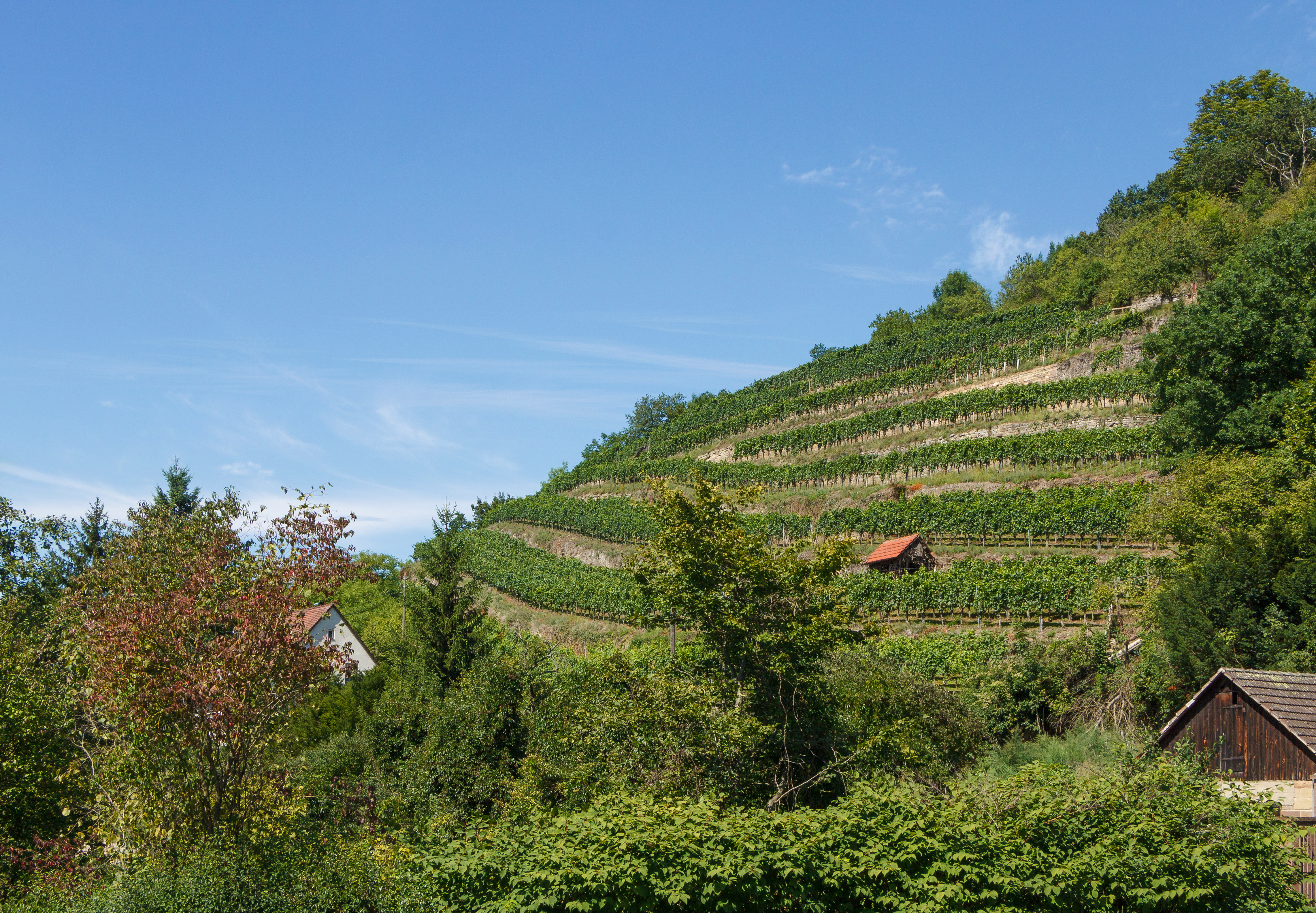 Vineyard - Maulbronn