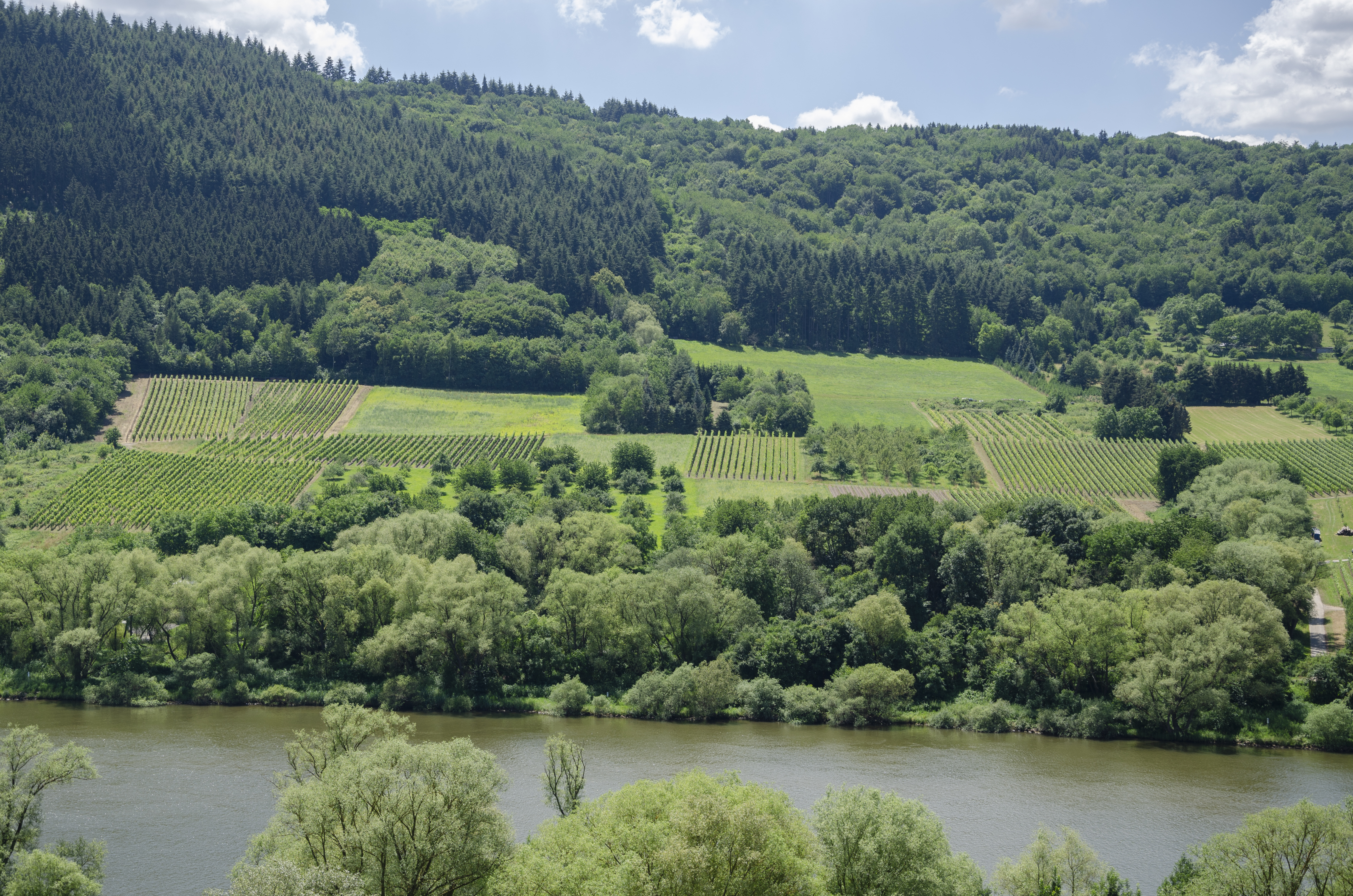 Vineyards by the Mosel jun 2018 (2)