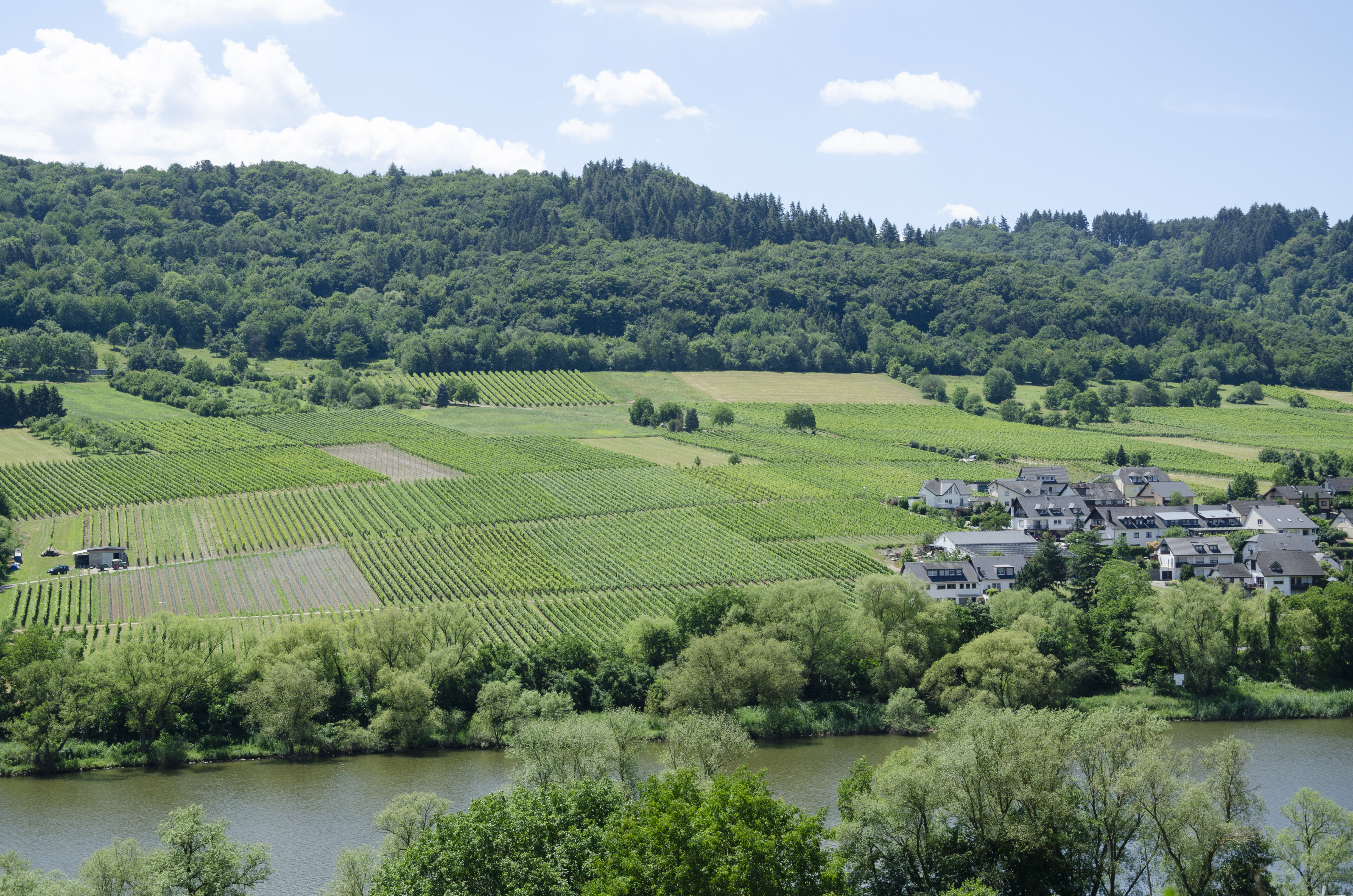 Vineyards by the Mosel jun 2018 (3)