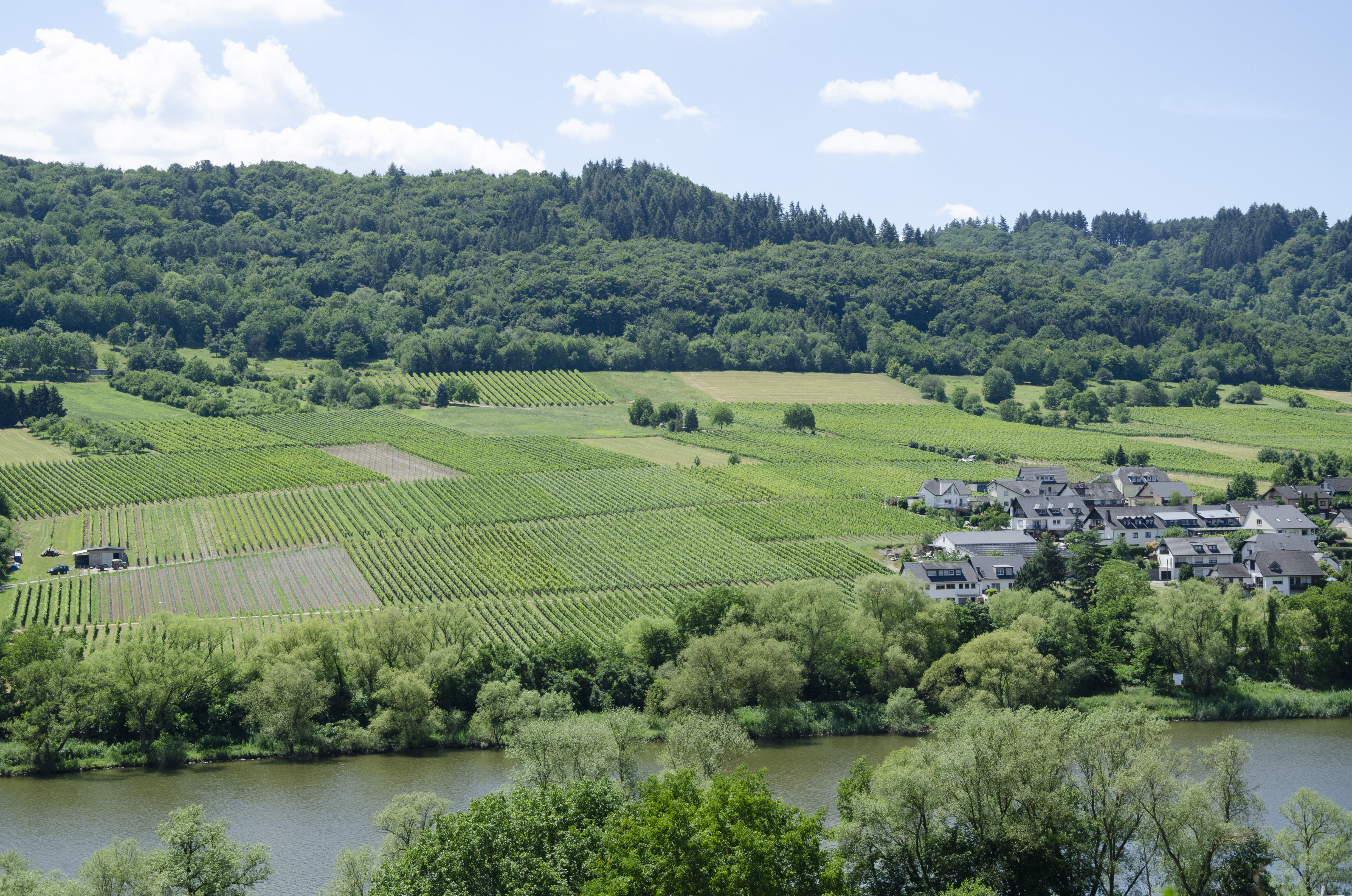 Vineyards by the Mosel jun 2018 (3)