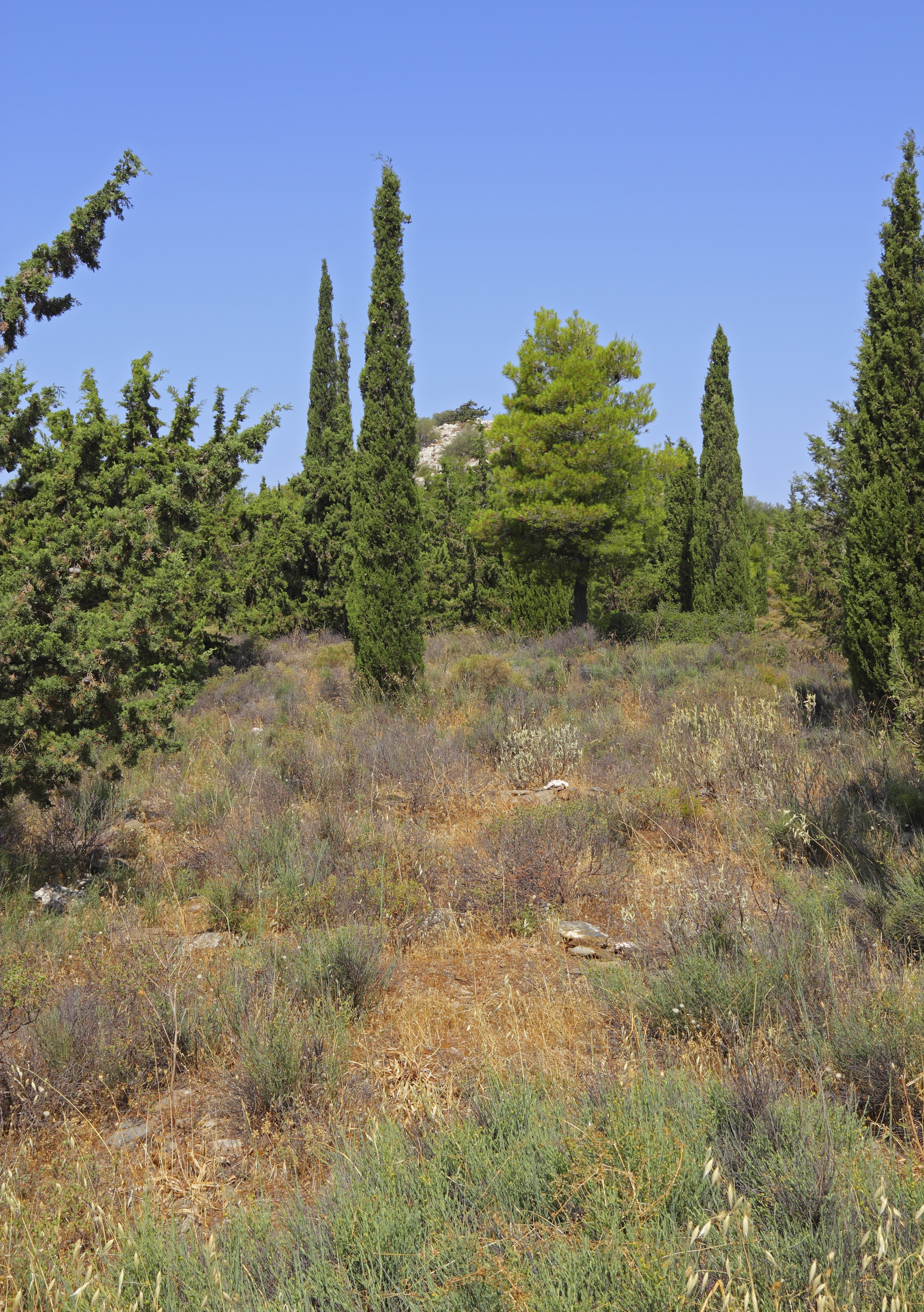 Attica 06-13 Hills of Hymettus 20 Kalogeros