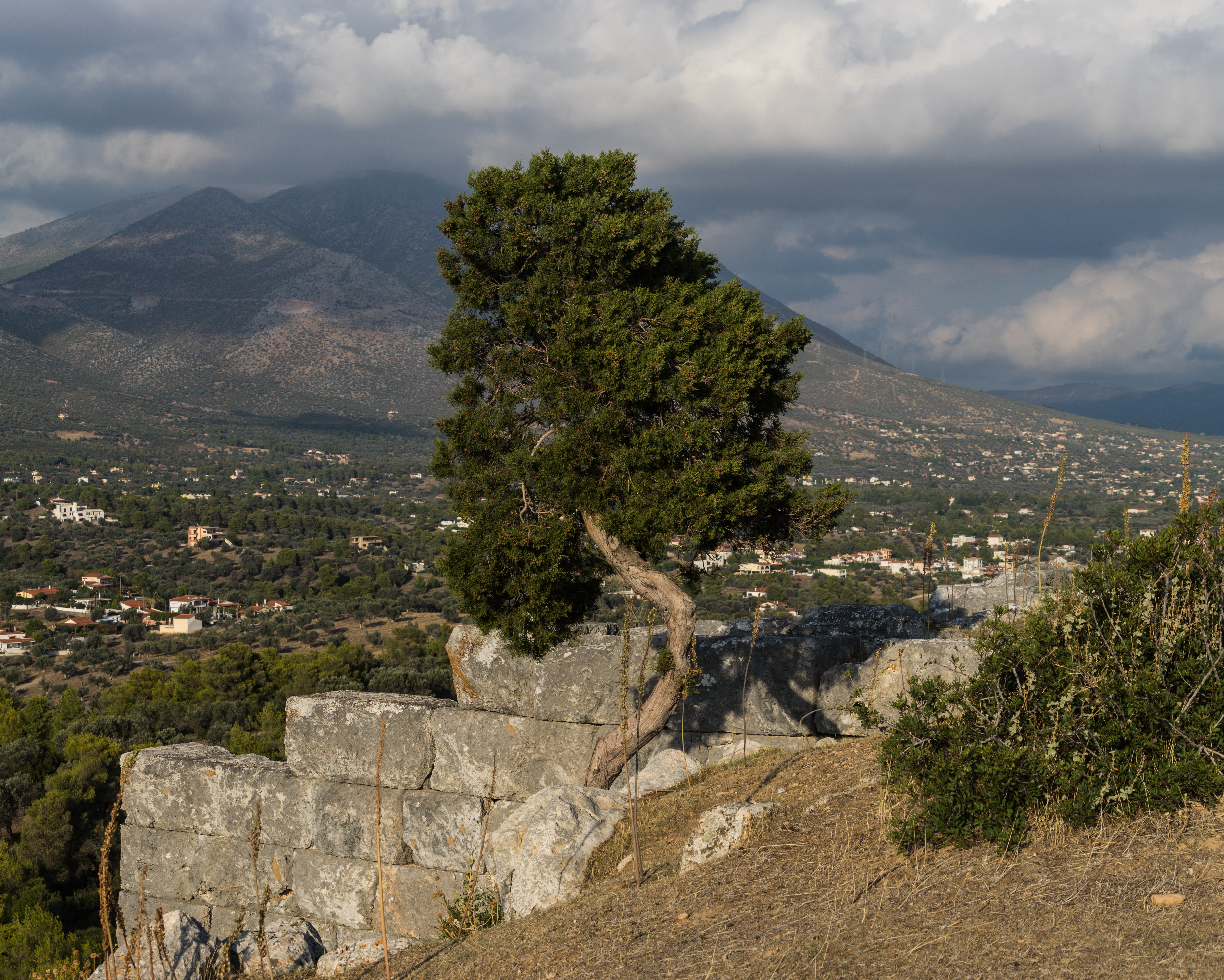 Eretria Cypress Acropolis Euboea Greece