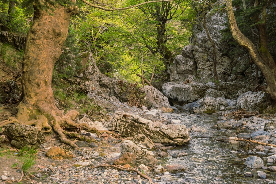 Undergrowth and stream Drymona Euboea Greece