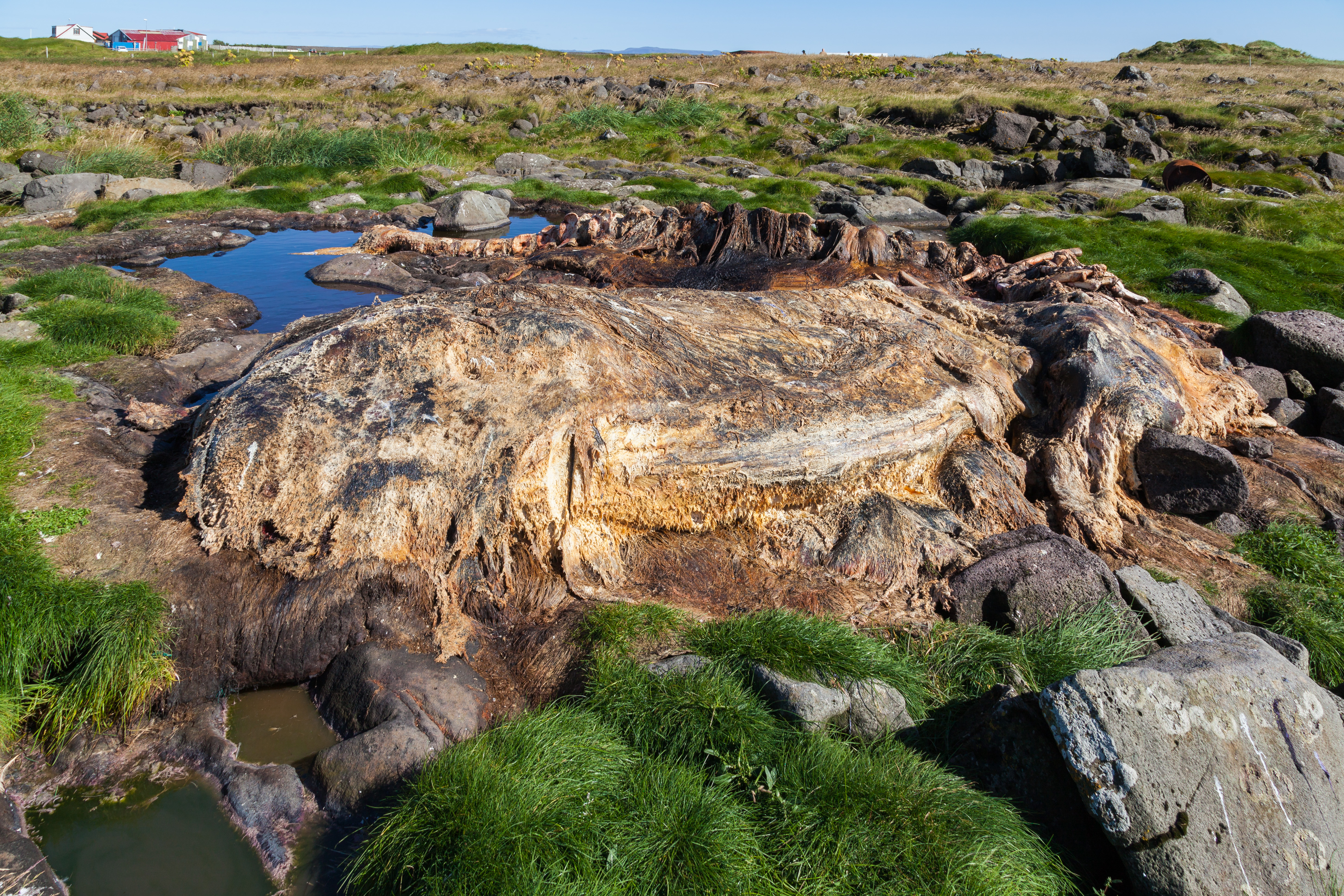 Ballena en descomposición, Stafnes, Suðurnes, Islandia, 2014-08-13, DD 019