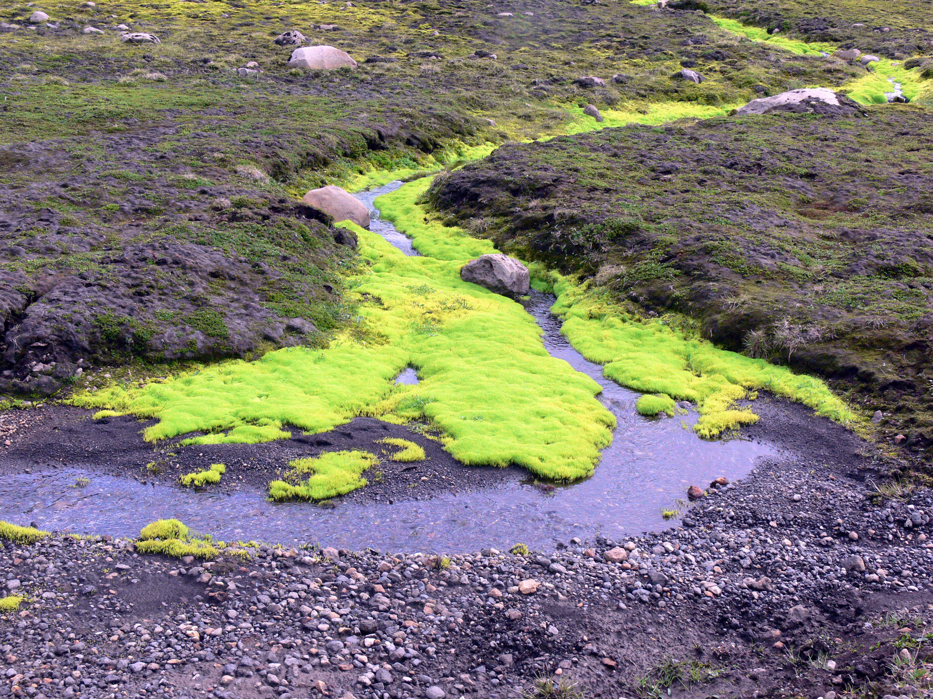 Moss (Iceland) 01