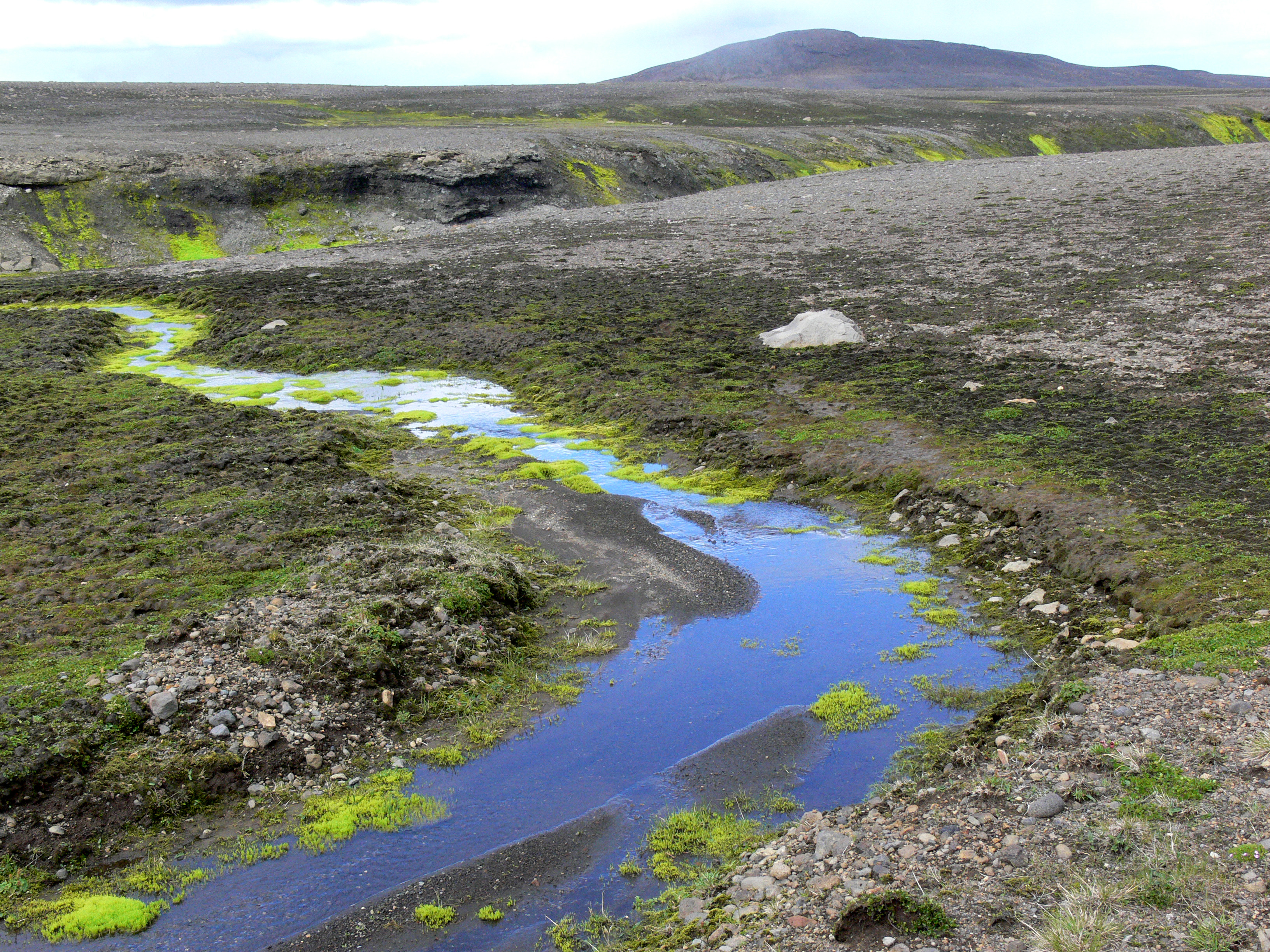 Moss (Iceland) 02
