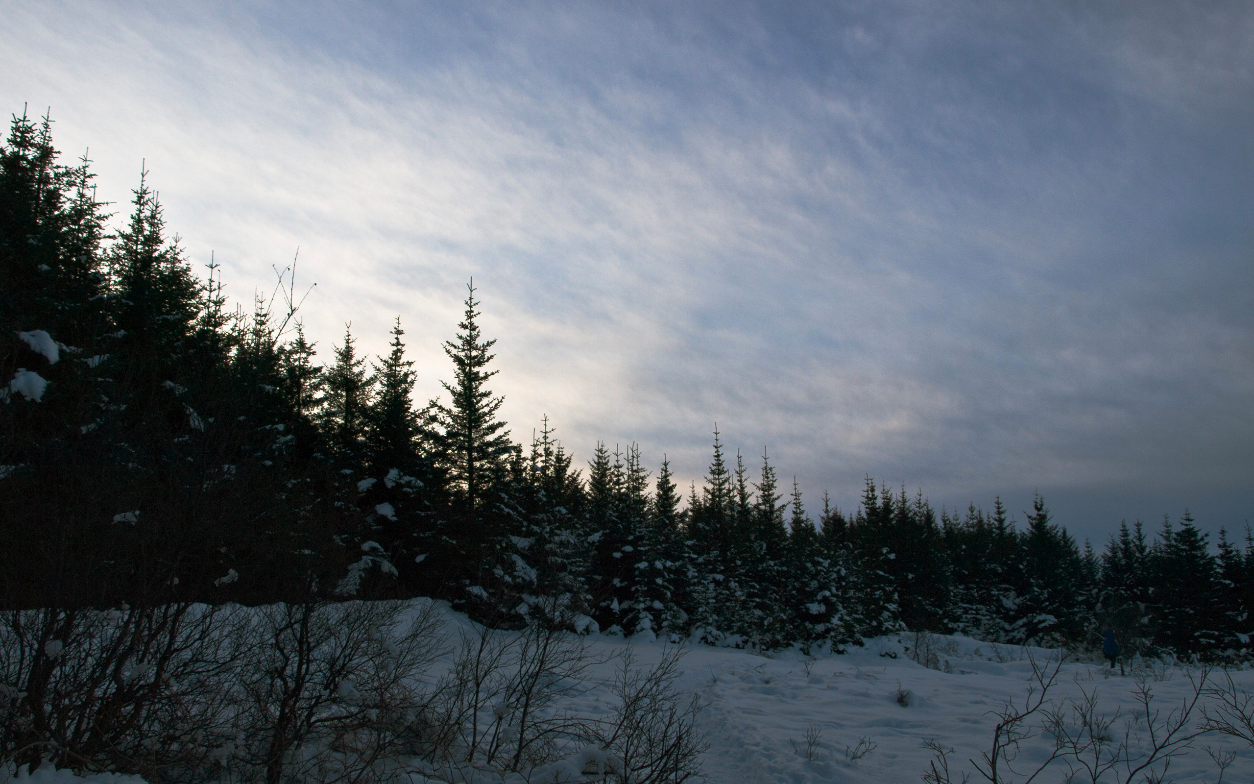 Picea sitchensis plantation, Iceland (3282013573)