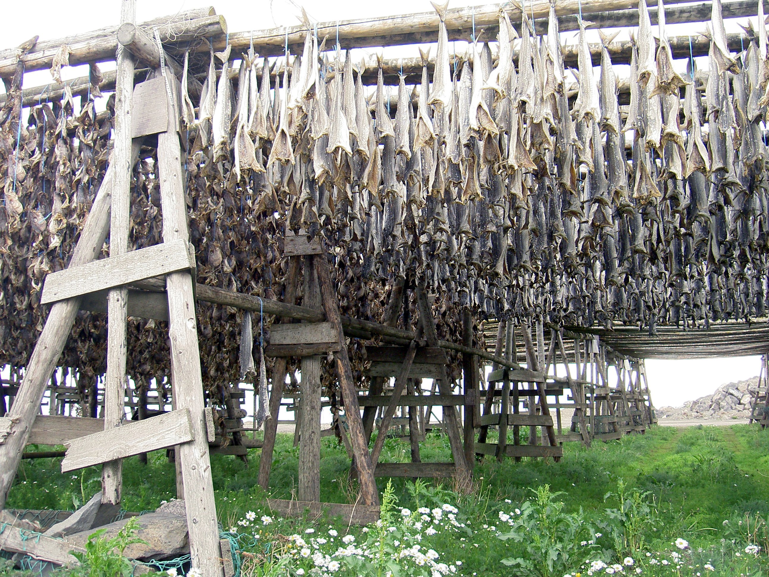 Stockfisch in Iceland 2005