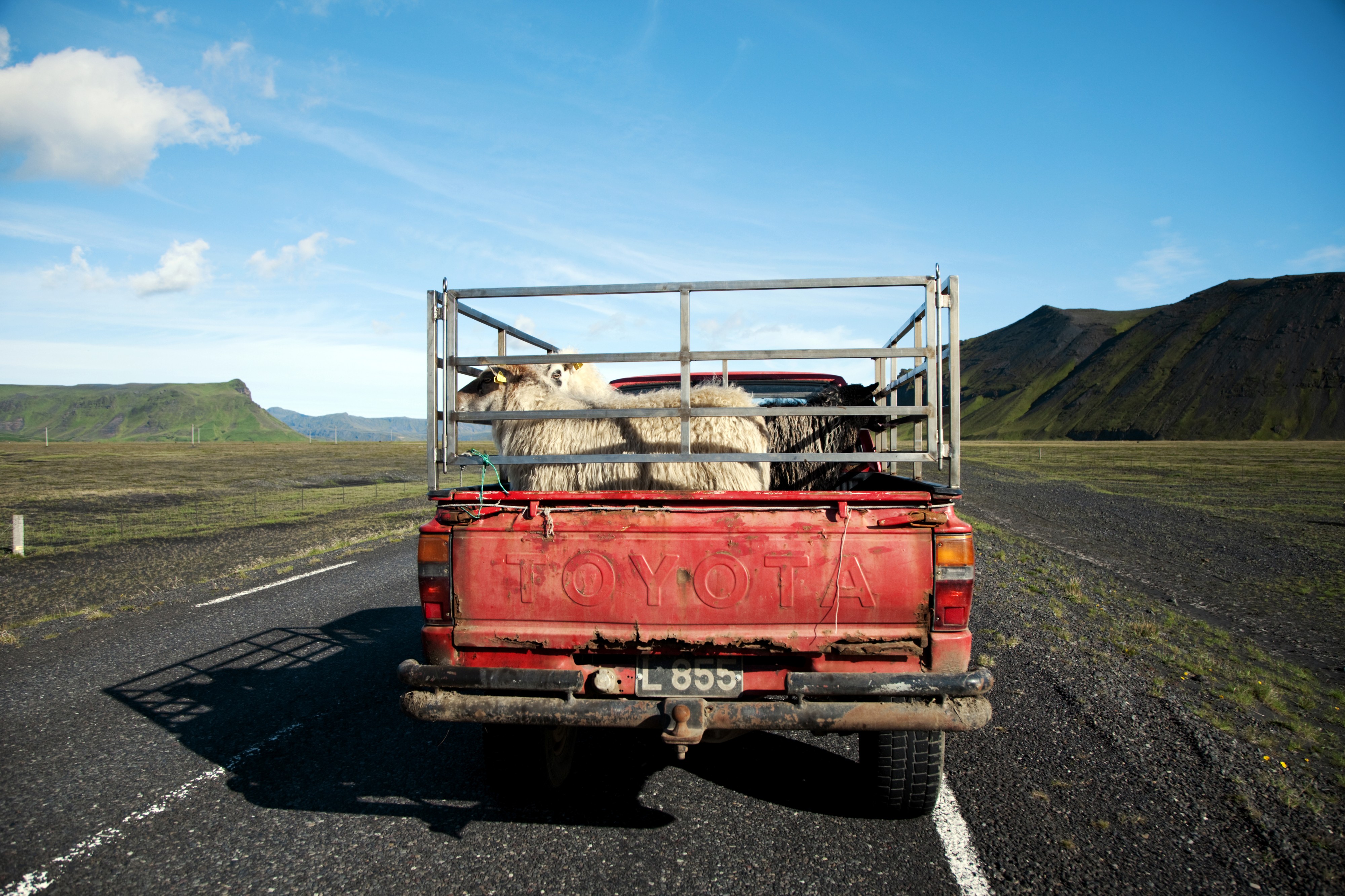 Sauetransport