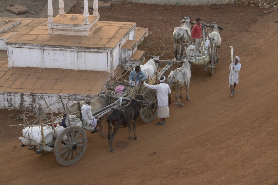 Bullock carts, Gwalior district, MP, India