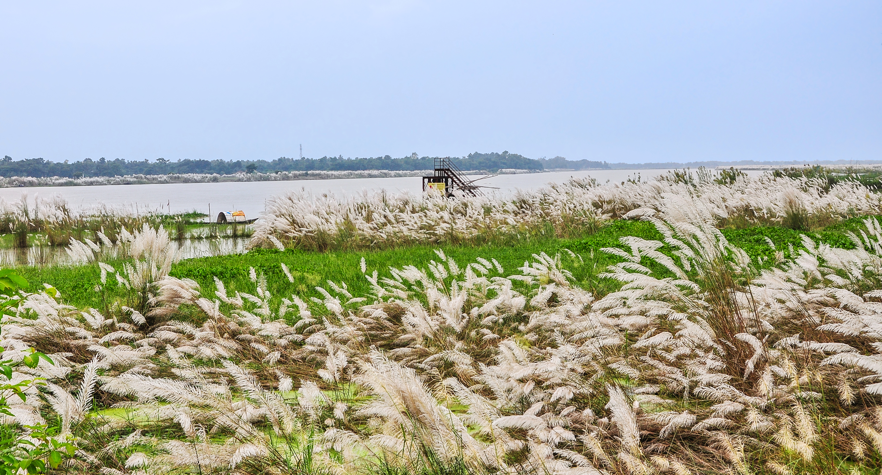 Saccharum spontaneum at the bank of rever Ganges 07102013