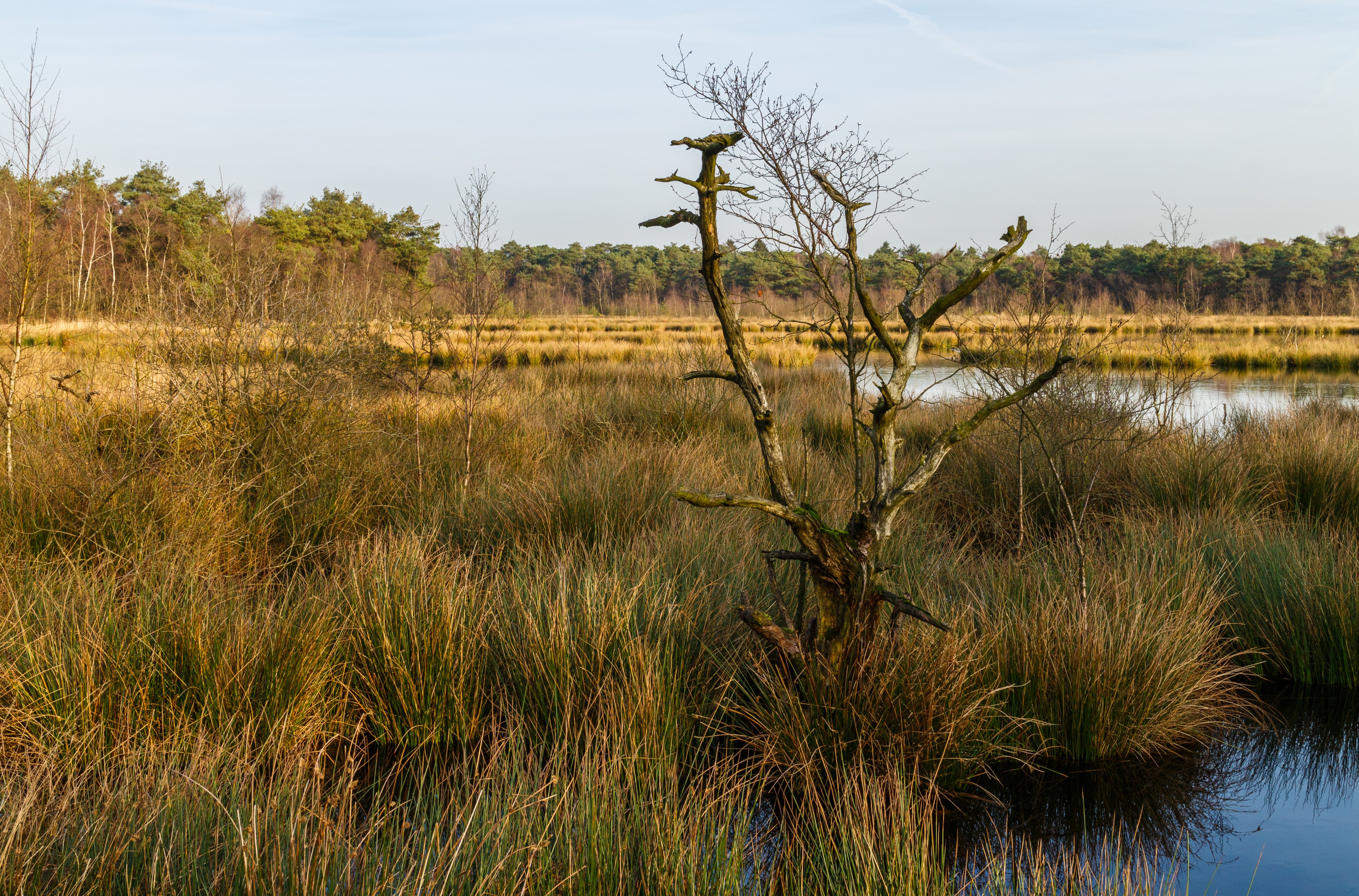 Diakonievene. Natuurgebied van It Fryske Gea 17