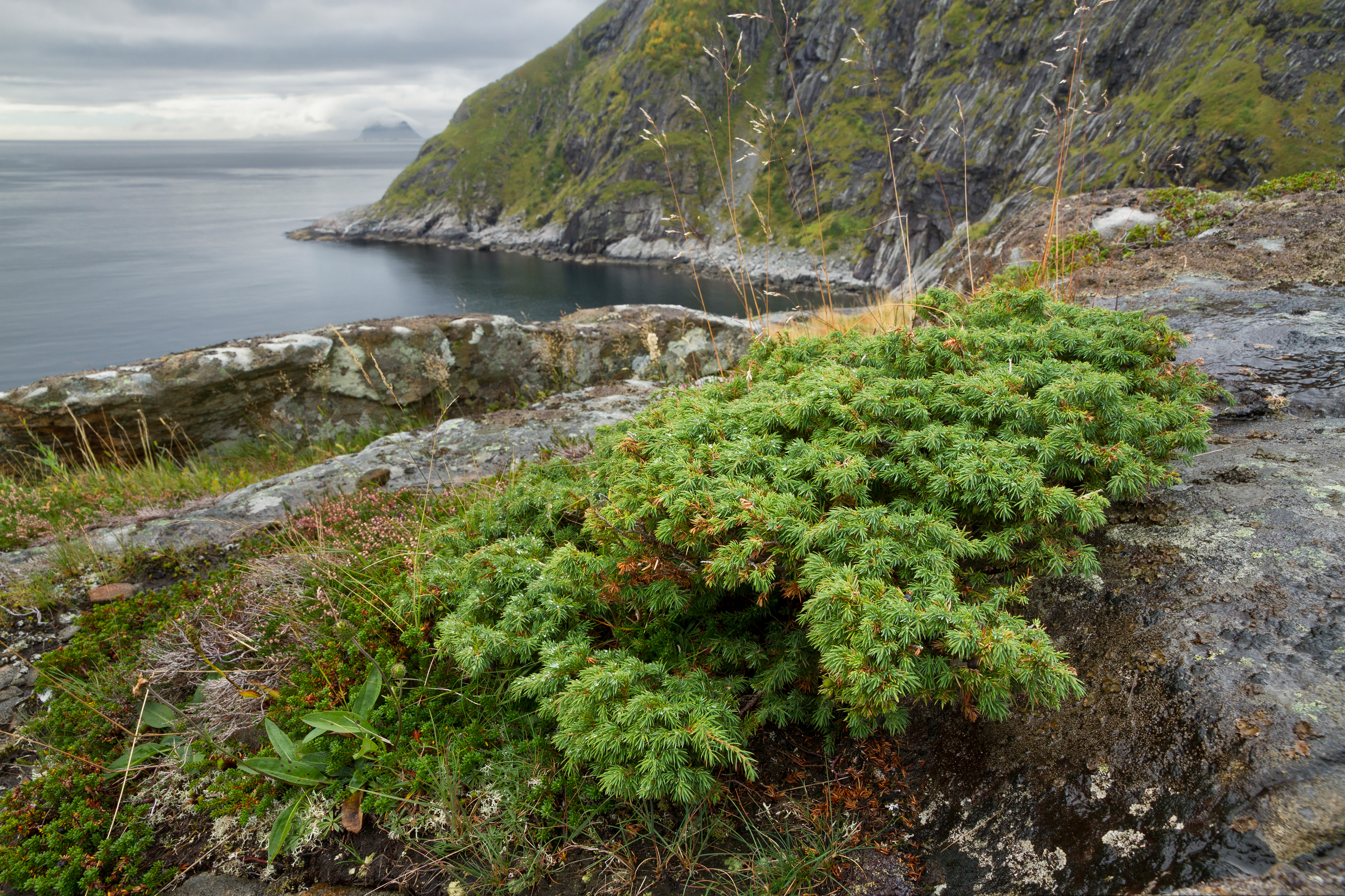 Juniperus communis at Litlandstabben, Moskenesøya, Lofoten, Norway, 2015 September