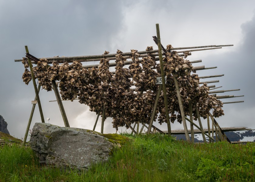 Codfish Drying Flake, Å i Lofoten 20150608 1